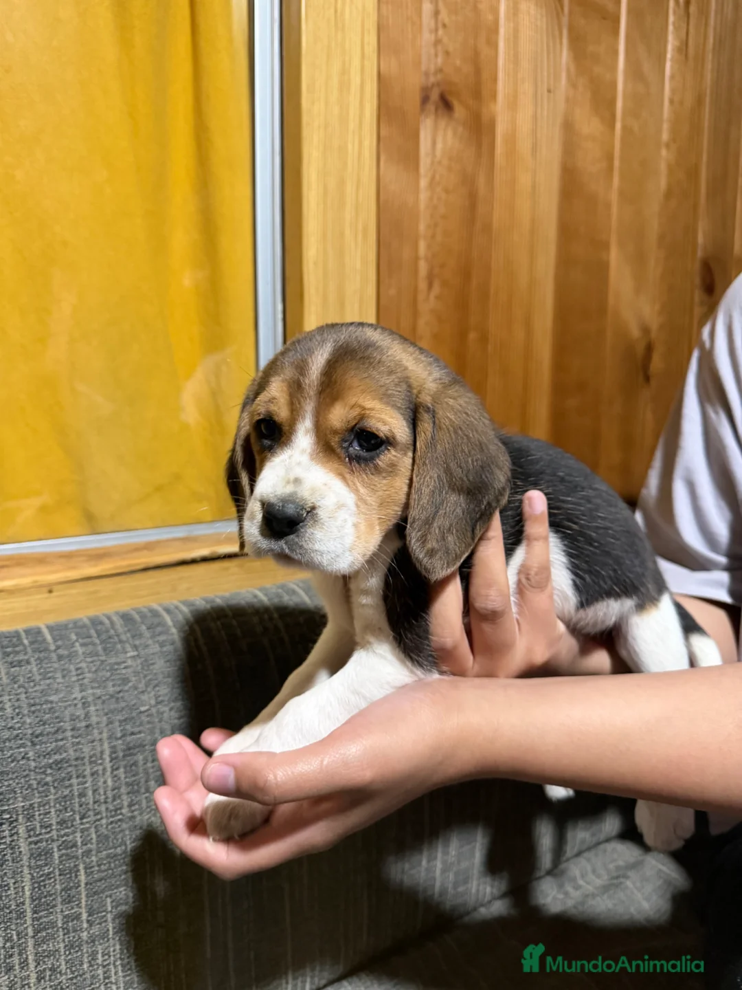 Beagle perros en venta: Preciosos cachorritos de Beagle - Anuncio 2
