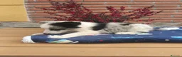 Border Collie perros en venta:  camada de border collie todos los colores - Anuncio 3