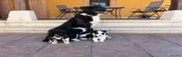 Border Collie perros en venta: Border collie  - Anuncio 1
