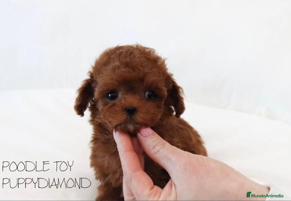 Caniche Enano perros POODLE EXCLUSIVOS PUPPYDIAMOND  - Anuncio 2