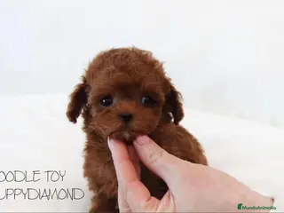 Caniche Enano perros POODLE EXCLUSIVOS PUPPYDIAMOND - Anuncio 2