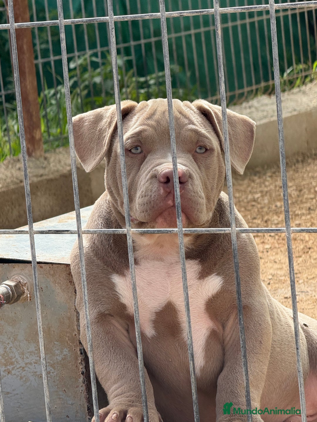 American Bully perros en venta: Cachorros de American Bully - Imagen 4