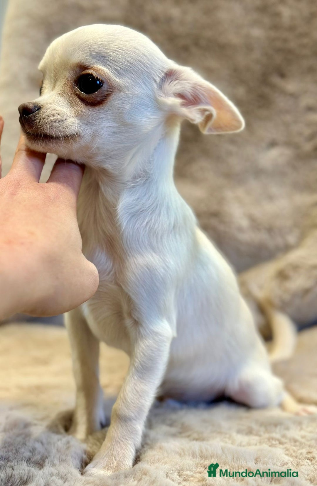 Chihuahua perros en venta: Chihuahua blanco Toy  - Anuncio 6
