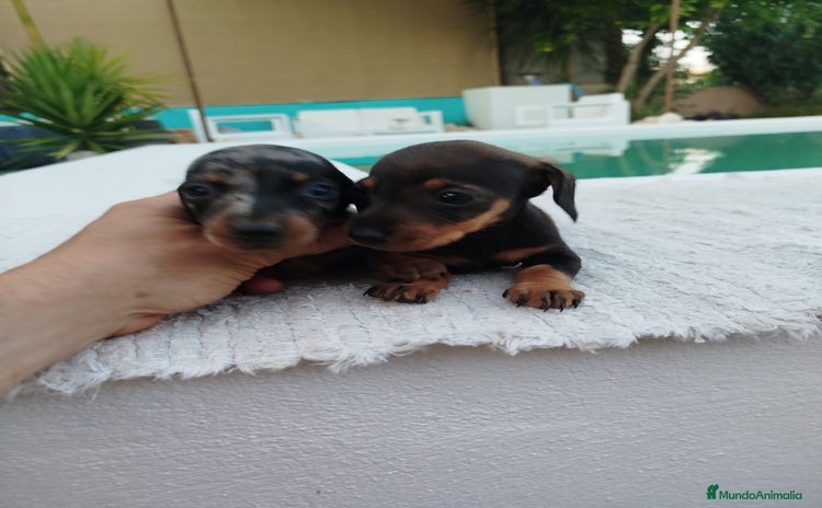 Teckel Miniatura perros - Anuncio 1