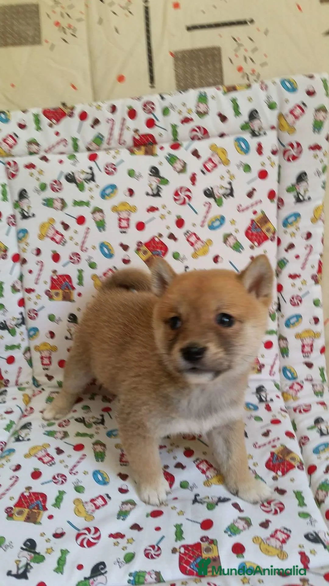 Shiba Inu perros en venta: SHIBA INU - Anuncio 2