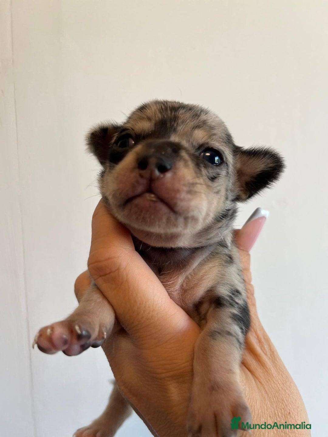 Chihuahua perros en venta: Chihuahua merle  - Imagen 1