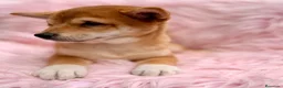 Shiba Inu perros en venta: Shiba Inu rojo y tricolor  - Anuncio 3