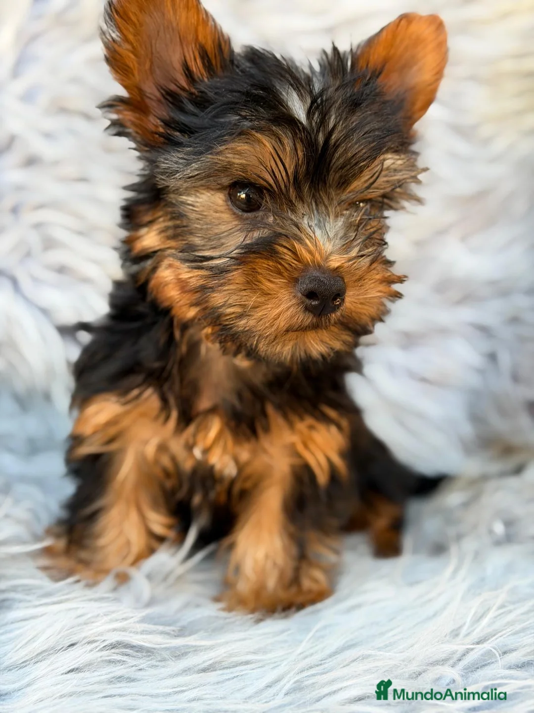 Yorkshire Terrier perros en venta: YORKSHIRE NEGRO FUEGO MACHO  - Anuncio 1