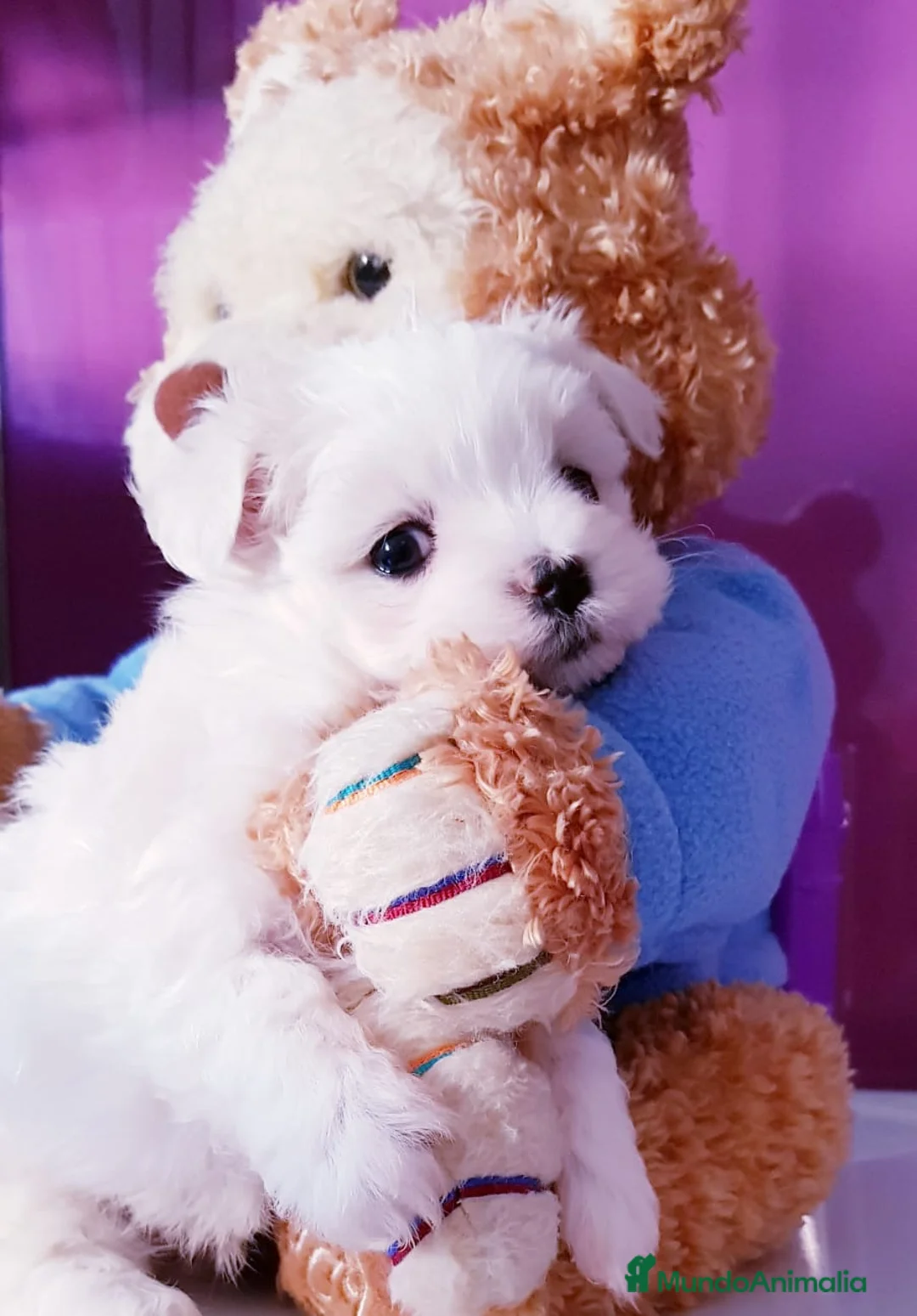 Bichón Maltés perros en venta: Cachorros Bichón Maltés en Barcelona - Anuncio 4