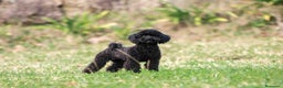 Caniche Toy perros en venta: Caniche toy negros - Anuncio 2