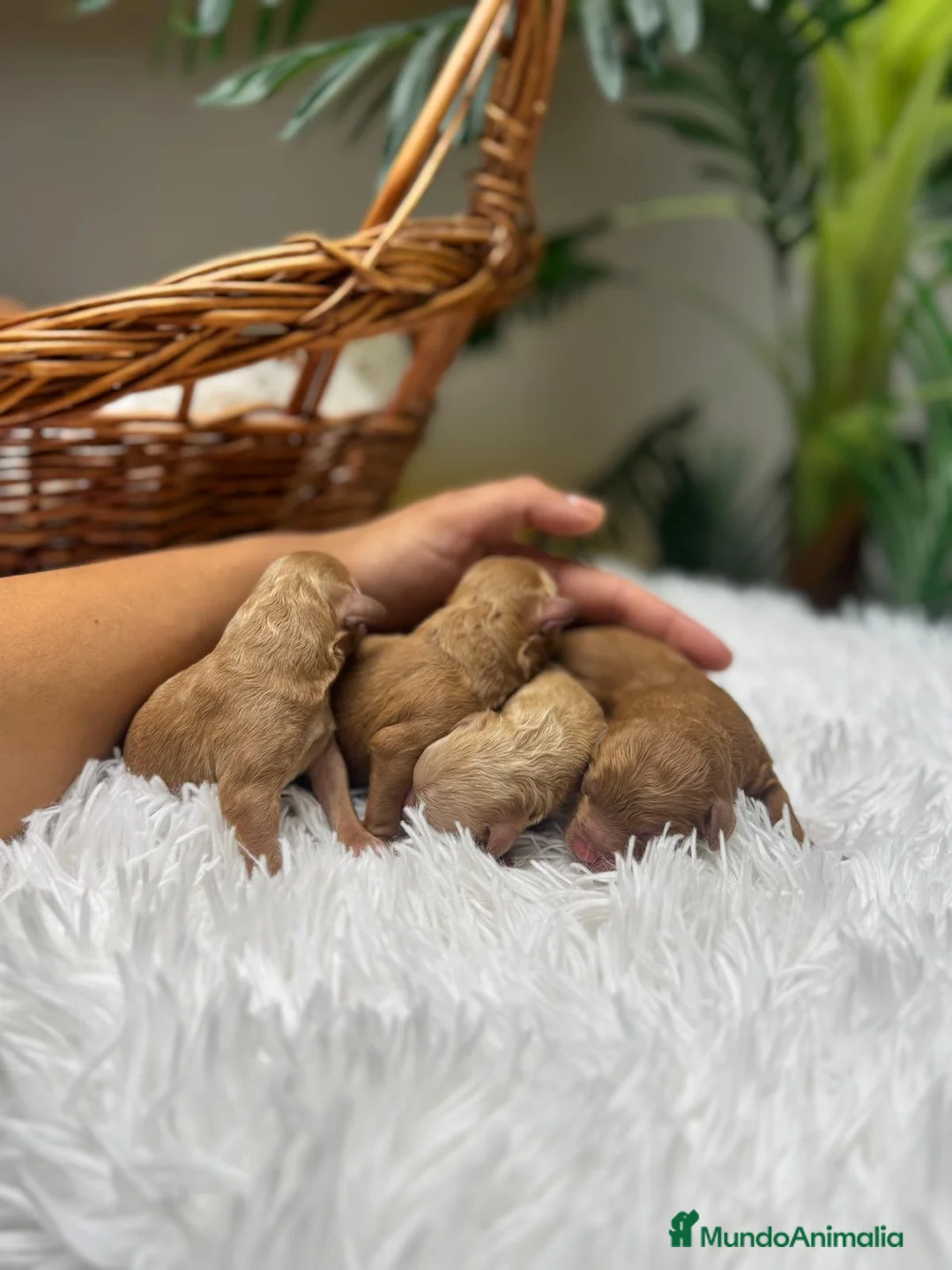 Caniche Toy perros en venta: CANICHE TOY  - Anuncio 2