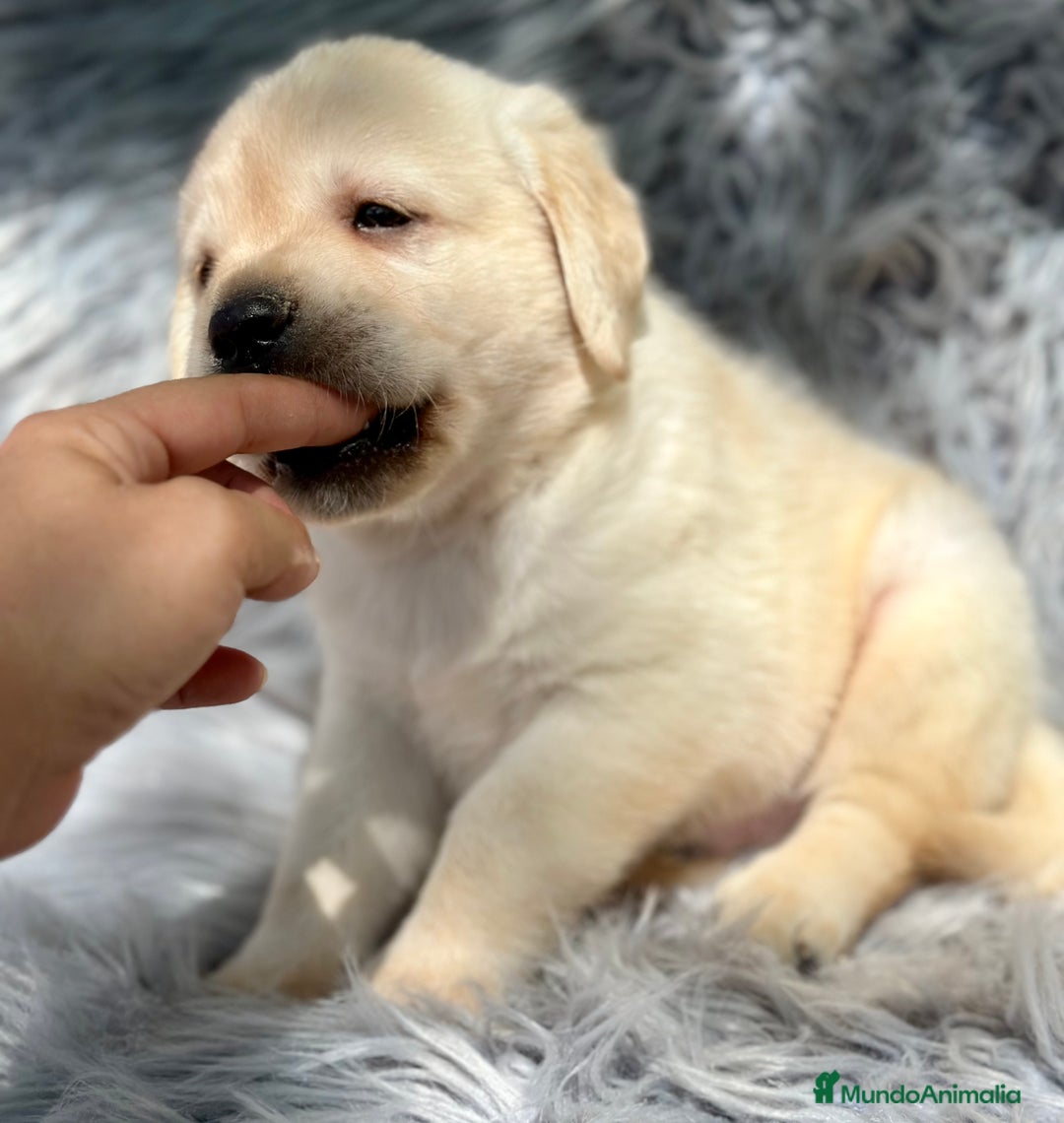 Labrador Retriever perros en venta: LABRADOR AMARILLO DISPONIBLES - Imagen 4