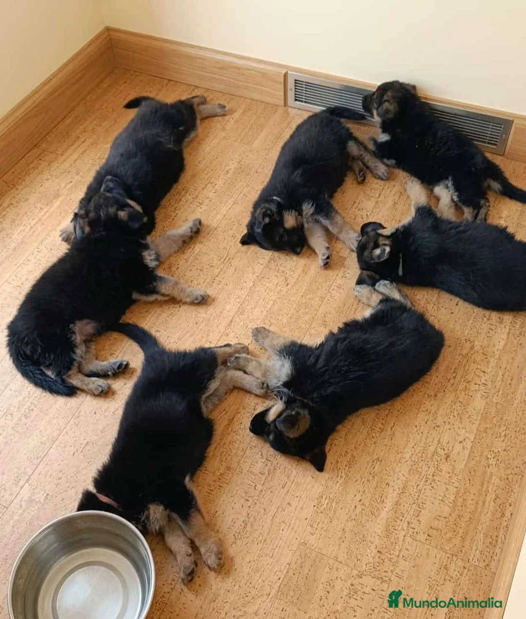 Pastor Alemán perros en venta: Pastor Alemán  - Anuncio 2