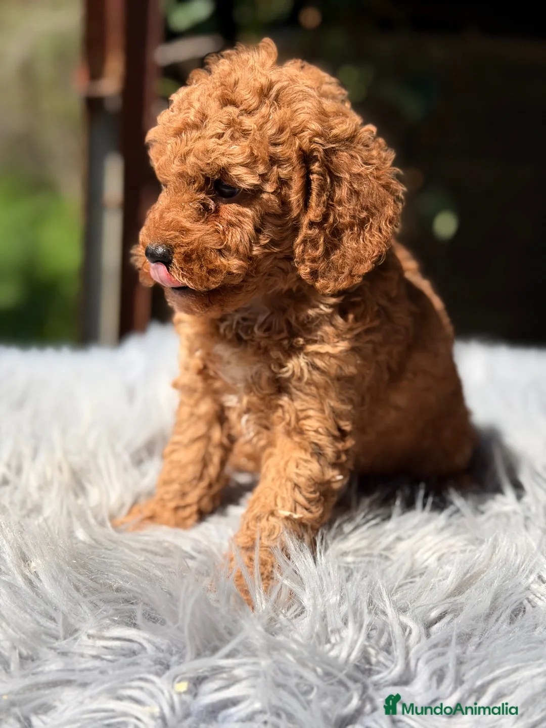 Caniche Toy perros en venta: Caniche rojo Toy  - Anuncio 8