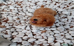 Caniche Enano perros en venta: CANICHE ENANO ROJO - Imagen 5
