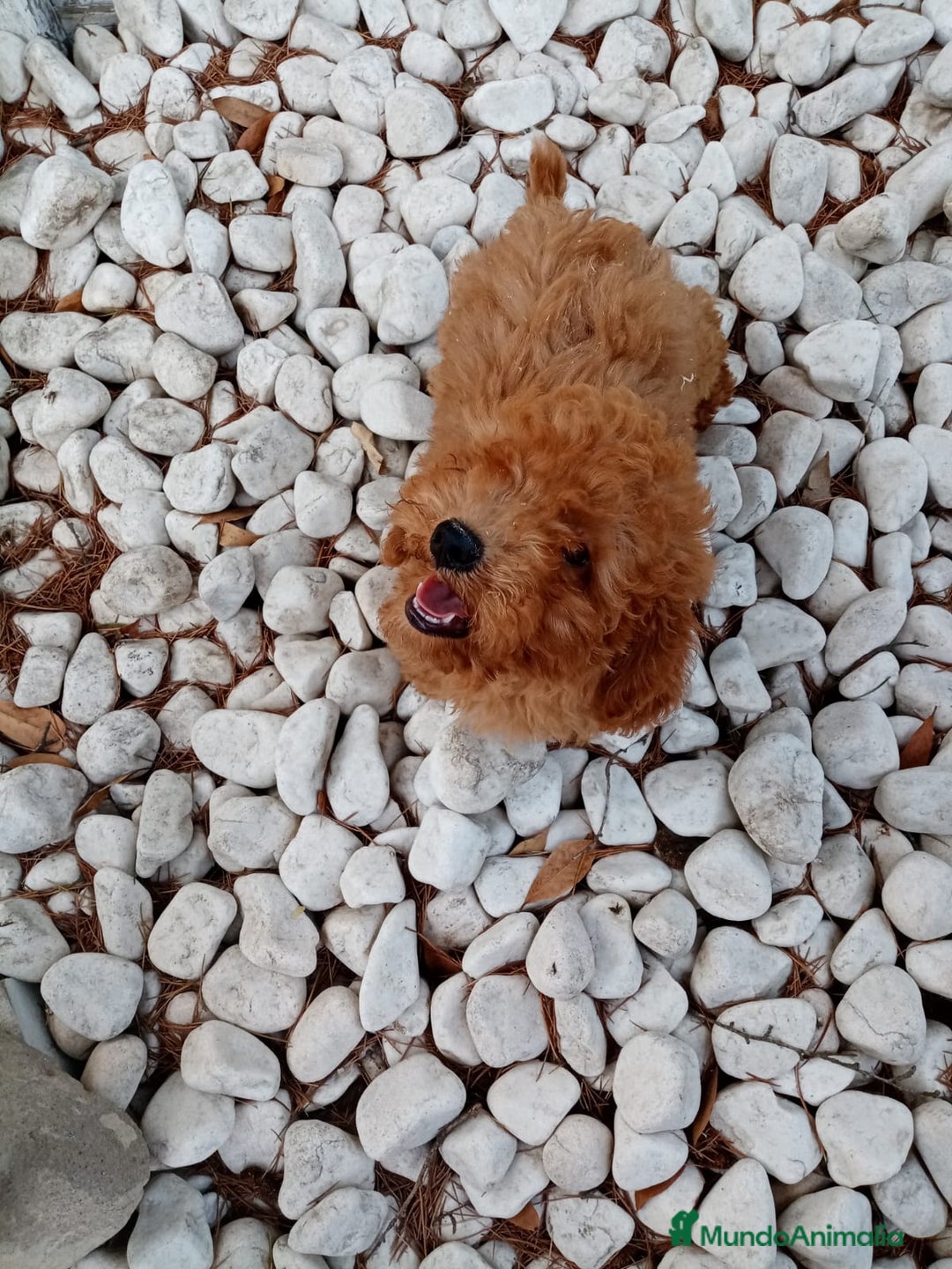Caniche Enano perros en venta: CANICHE ENANO ROJO - Imagen 5