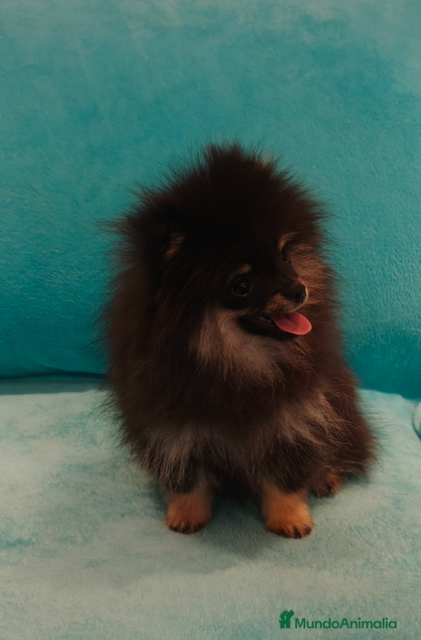 Pomerania perros ESPECTACULAR HEMBRITA DE SUPER POMY TOY - Anuncio 1