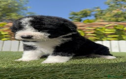 Perro de Agua Español perros en venta: PERRO DE AGUA RABON - Imagen 8
