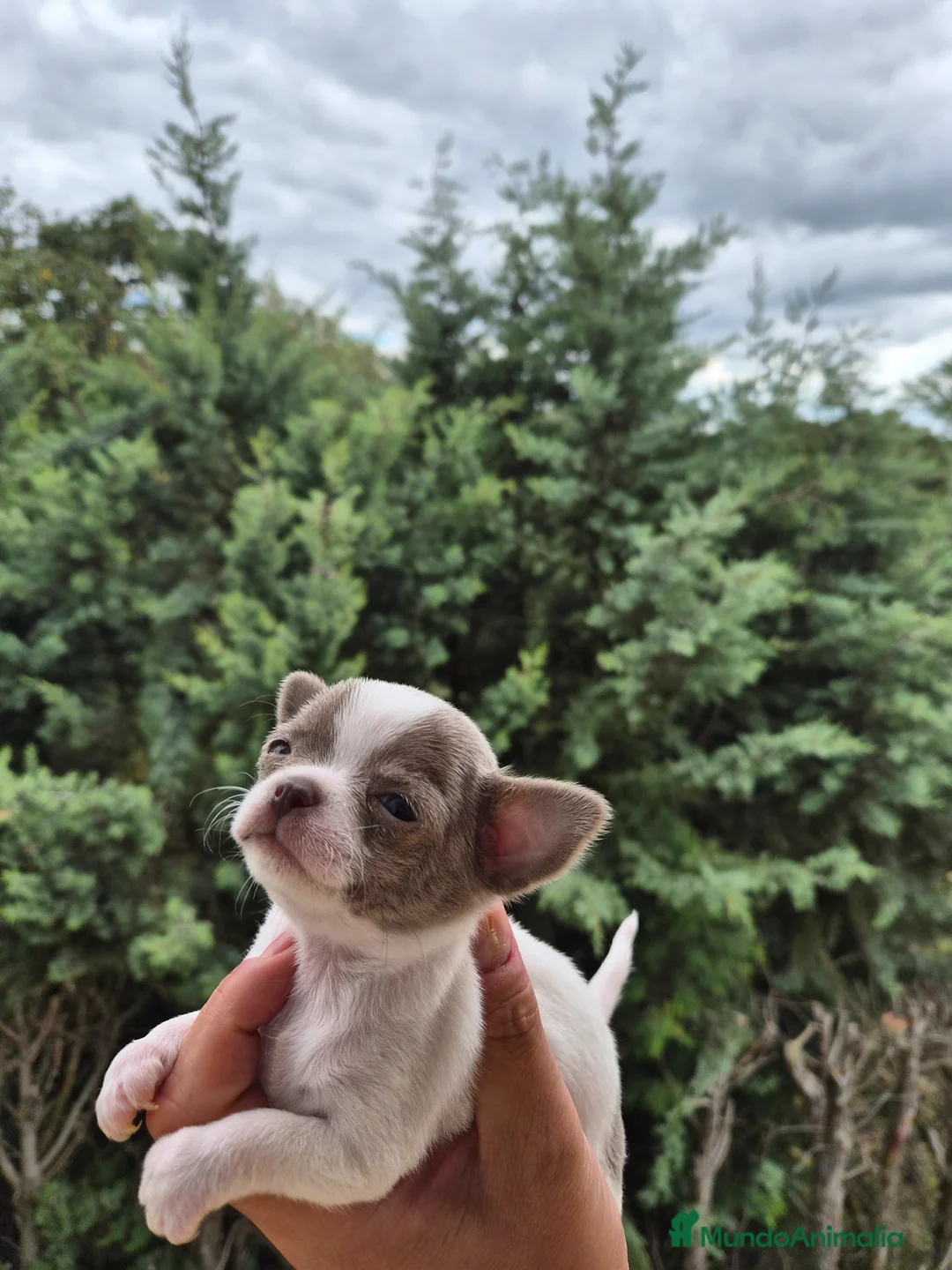 Chihuahua perros en venta: Chihuahua súper pequeño - Anuncio 1