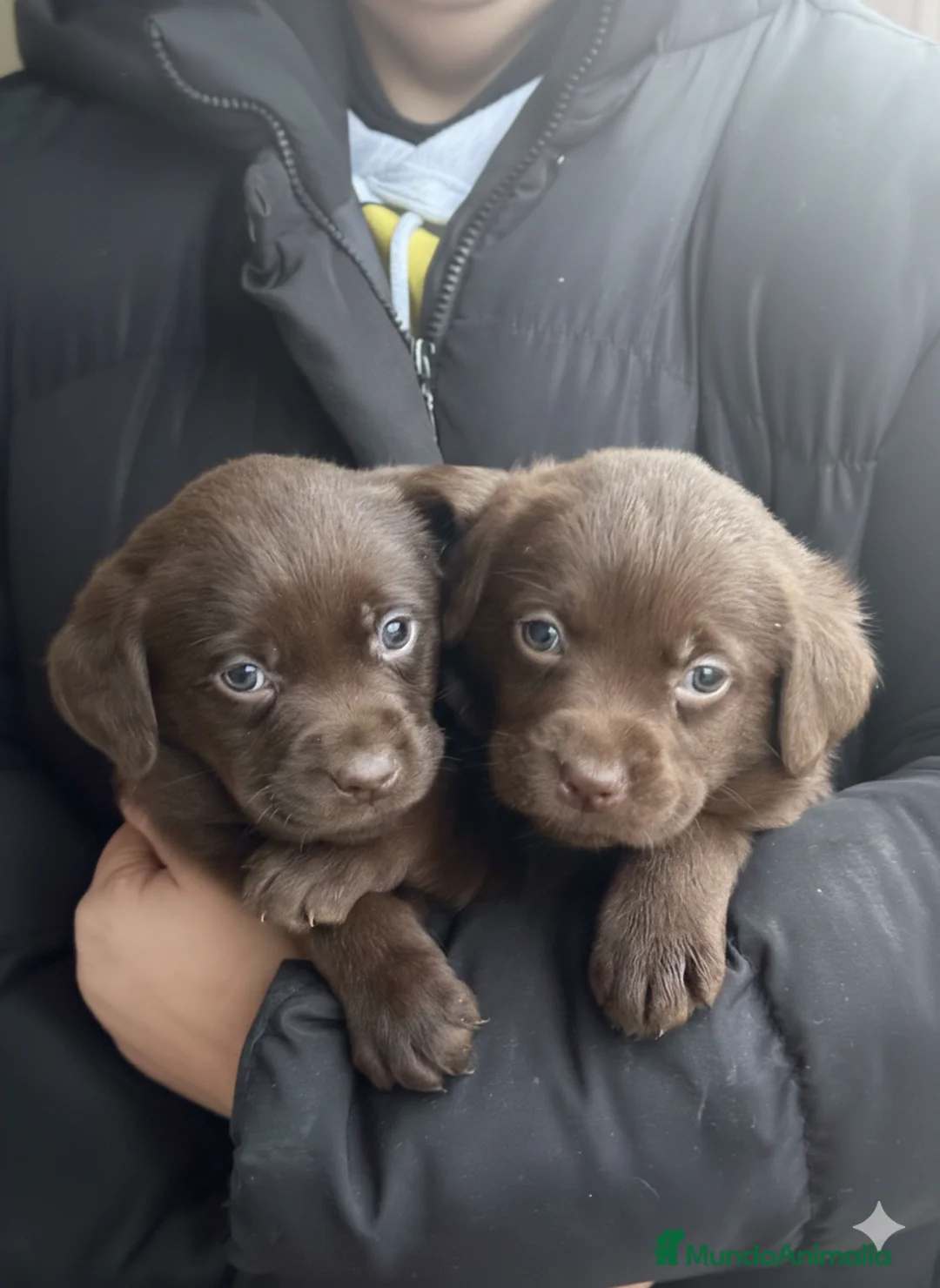 Labrador Retriever perros en venta: Labrador chocolate  - Anuncio 1