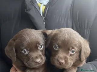Labrador Retriever perros Labrador chocolate - Anuncio 2