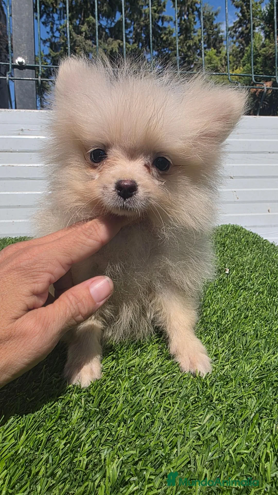 Pomerania perros en venta: Pomerania lulus toy 604370339 Benidorm  - Anuncio 2