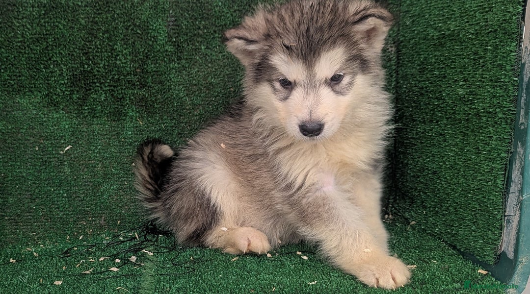 Alaskan Malamute perros en venta: Alaskan malamuten - Anuncio 8