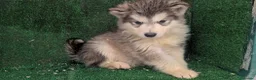 Alaskan Malamute perros en venta: Alaskan malamuten - Anuncio 8
