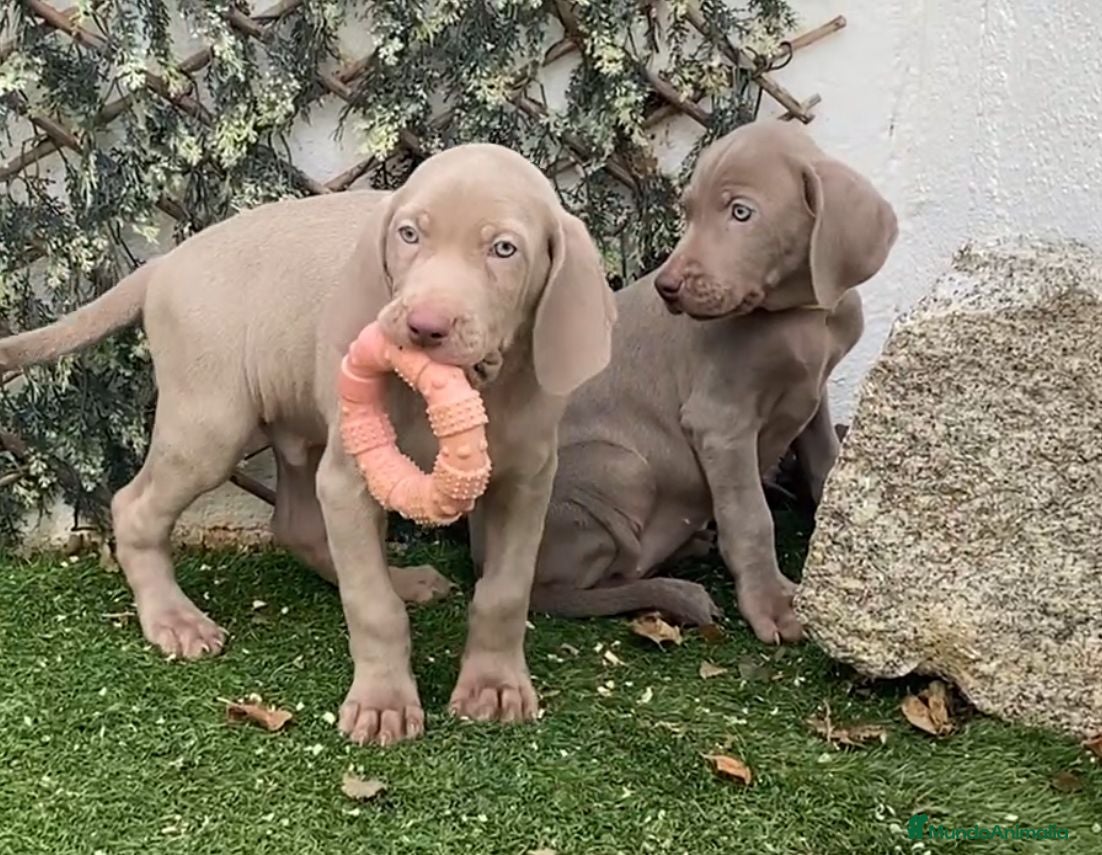 Weimaraner perros BRACOS DE WEIMAR, CACHORROS GRISES - Anuncio 2