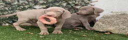 Weimaraner perros en venta: BRACOS DE WEIMAR, CACHORROS GRISES - Anuncio 1
