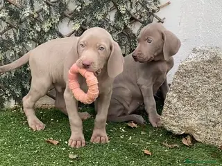 Weimaraner perros BRACOS DE WEIMAR, CACHORROS GRISES - Anuncio 1