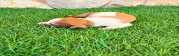 Teckel Miniatura perros en venta: Teckel miniatura bicolor  - Anuncio 2