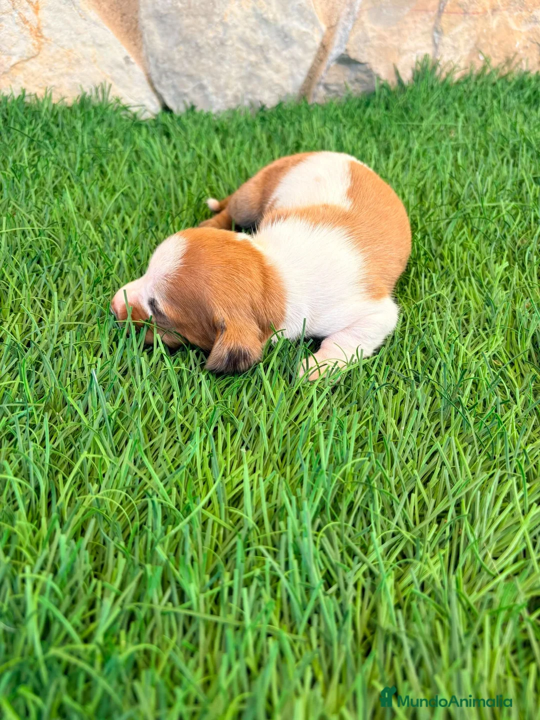 Teckel Miniatura perros en venta: Teckel miniatura bicolor  - Anuncio 2
