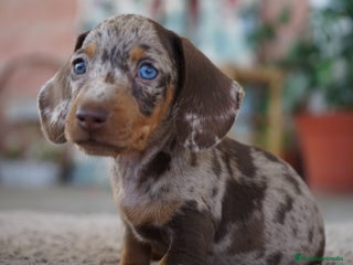 Teckel Miniatura perros - Anuncio 36