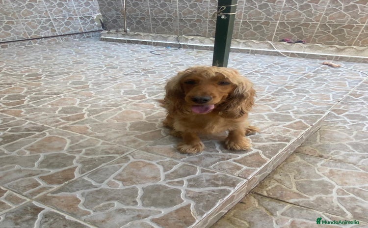 Cocker Spaniel Inglés perros - Anuncio 6