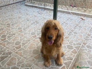 Cocker Spaniel Inglés perros - Anuncio 11