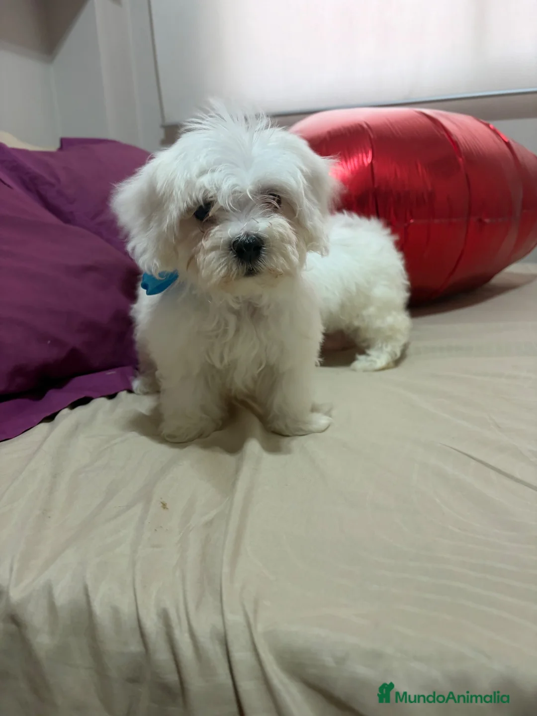 Bichón Maltés perros en venta: Bichon Maltes  - Anuncio 2