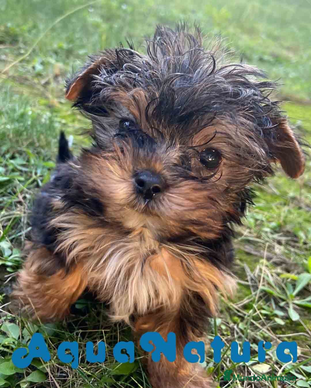 Yorkshire Terrier perros Yorkshire Macho 7519 - AQUANATURA en Barcelona - Anuncio 4