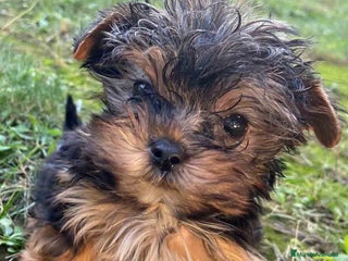 Yorkshire Terrier perros en Barcelona - Anuncio 2