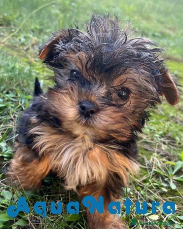 Yorkshire Terrier perros en Barcelona - Anuncio 2