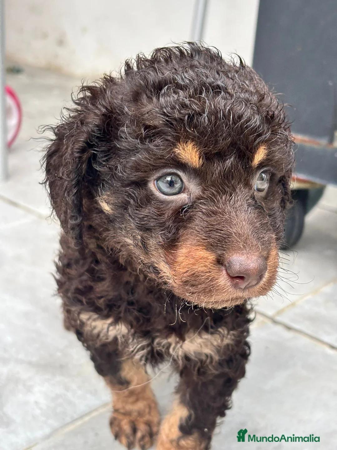 Perro de Agua Español perros en venta: Perra De agua  - Anuncio 2