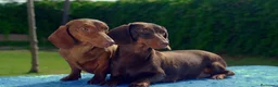 Teckel Miniatura perros en venta: Teckel Kaninchen Arlequin, Rojo/Negro Fuego - Anuncio 3