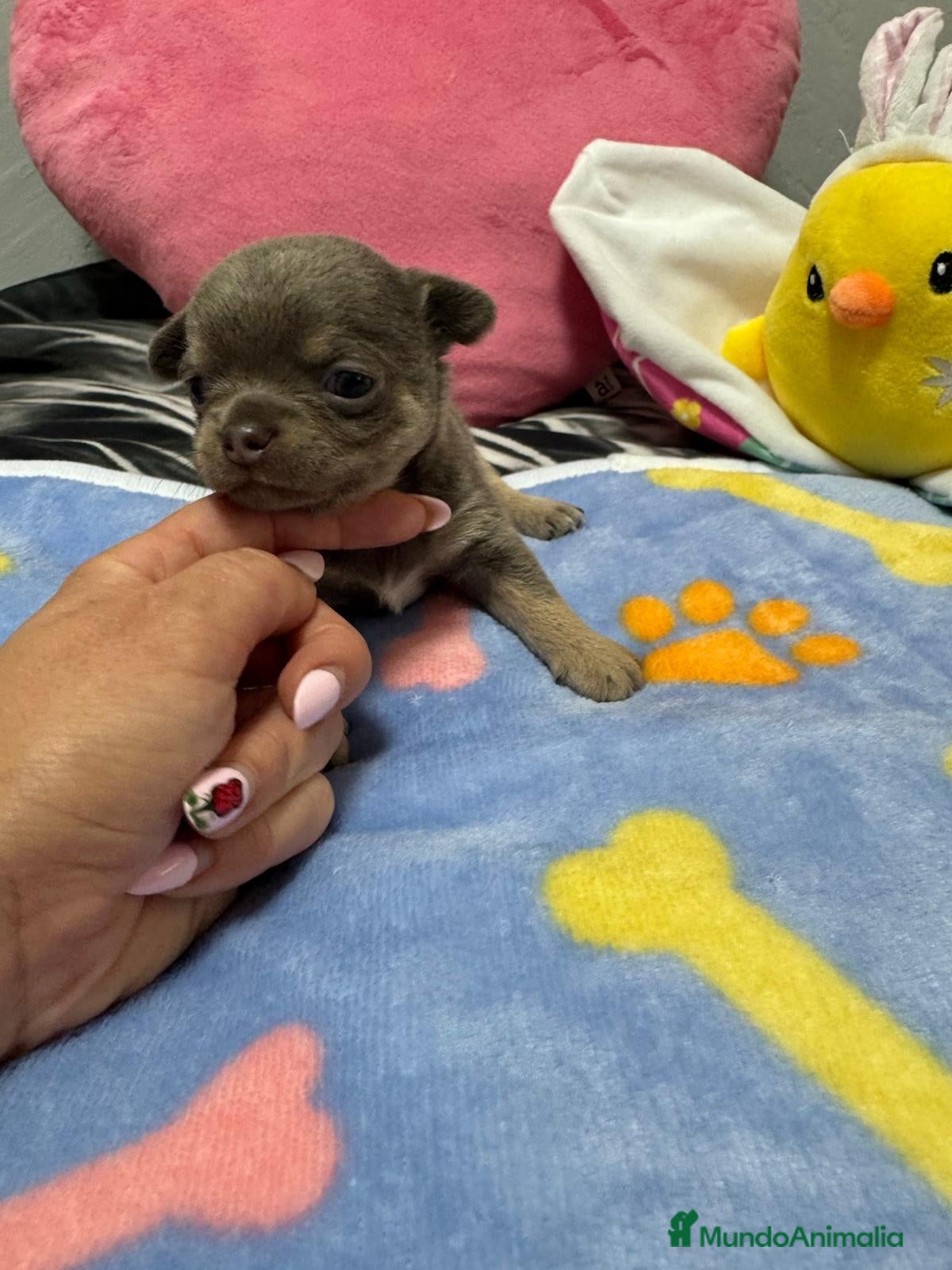 Chihuahua perros Hembra Blue  - Anuncio 2
