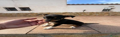 Pinscher Miniatura 3