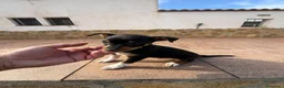 Pinscher Miniatura perros en venta: RATERO MURCIANO MINI PINCHER - Anuncio 3