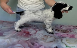Cocker Spaniel Inglés perros en venta: Preciosos machos cocker inglés  - Imagen 2