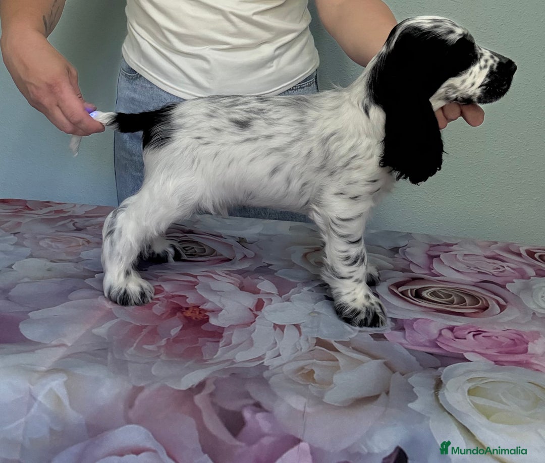 Cocker Spaniel Inglés perros en venta: Preciosos machos cocker inglés  - Imagen 2
