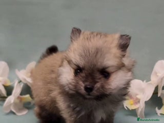 Pomerania perros Pomeraria lulu - Anuncio 1