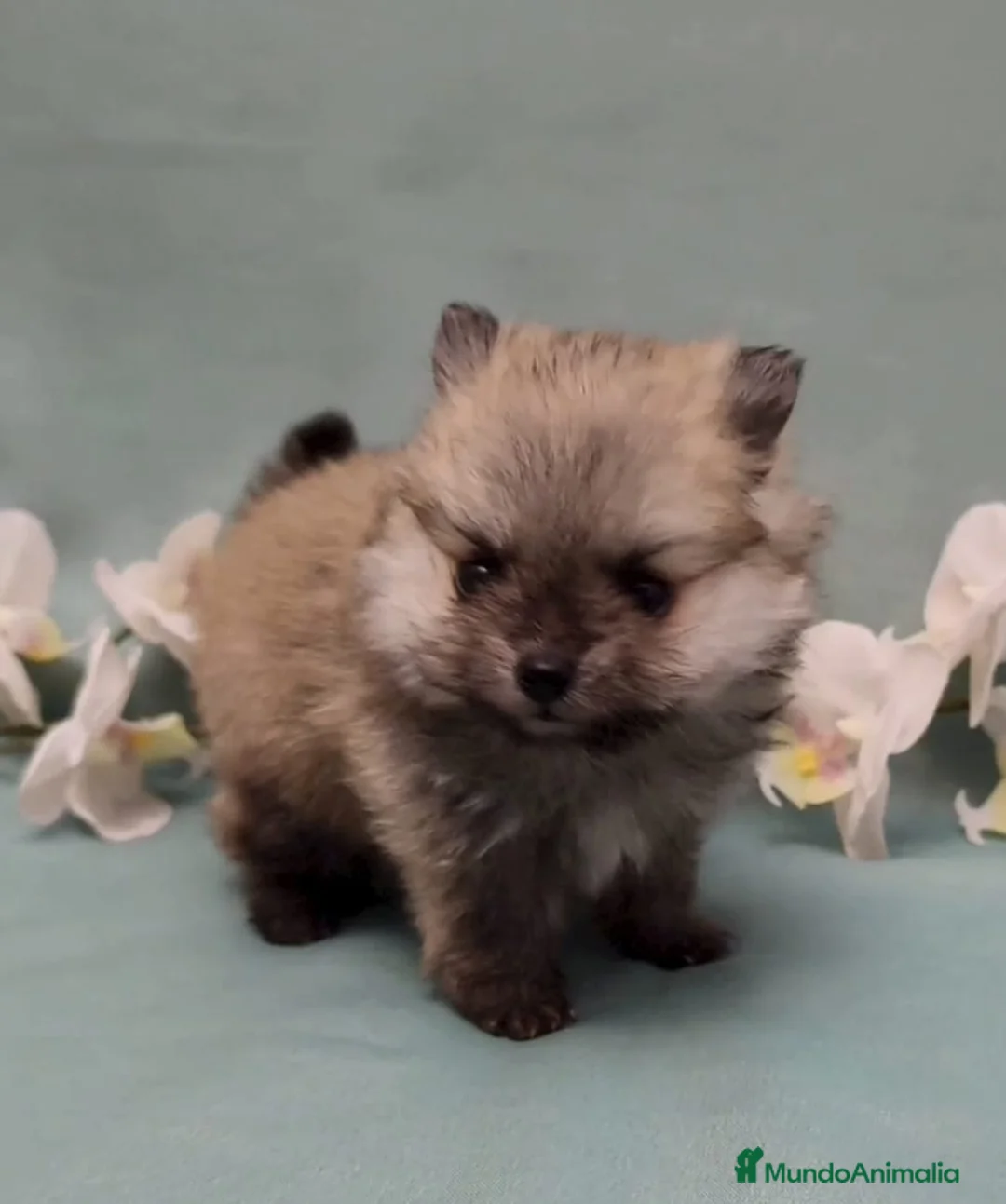 Pomerania perros en venta: Pomeraria lulu  - Anuncio 1
