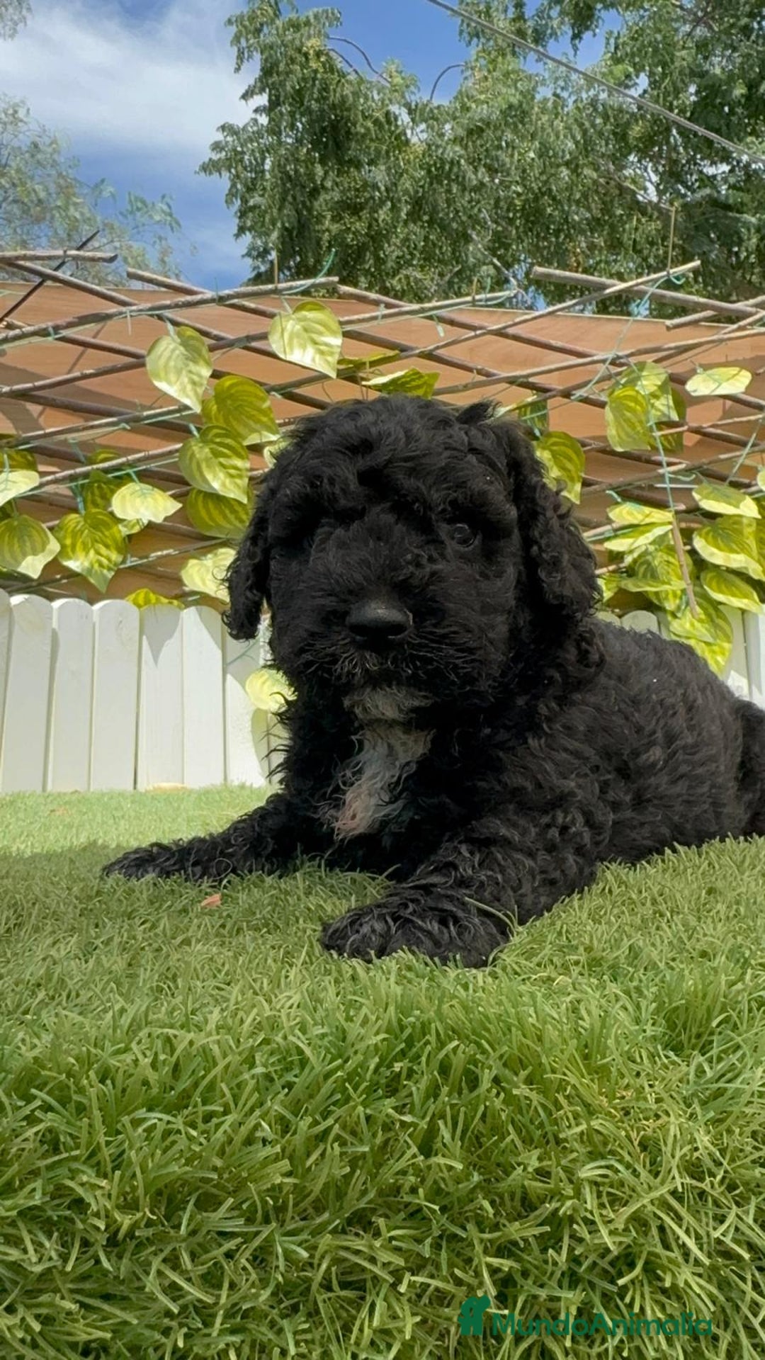 Perro de Agua Español perros en venta: PERRO DE AGUA ESPAÑOL - Imagen 8